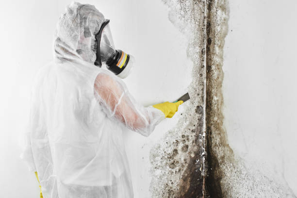 Best Post-Flood Mold Remediation in Zilwaukee, MI
