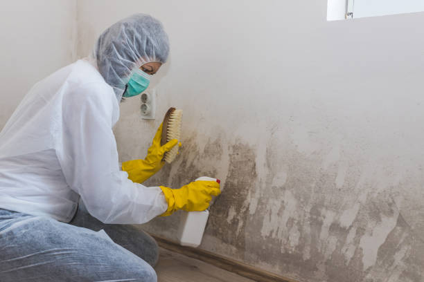 Best Insurance-Related Mold Remediation in Zilwaukee, MI