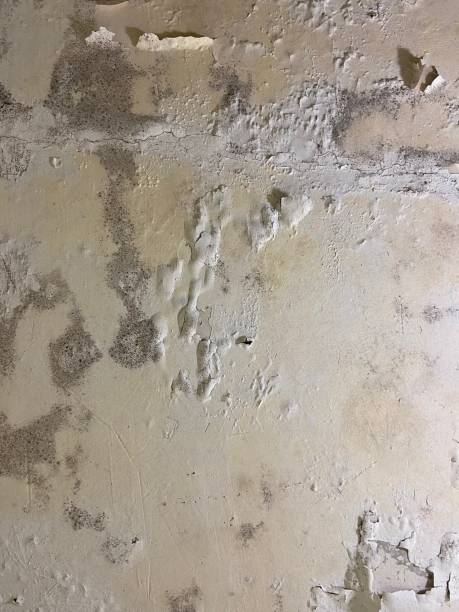Best Crawl Space Mold Remediation in Zilwaukee, MI