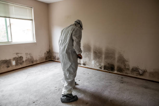 Best Commercial Mold Remediation in Zilwaukee, MI