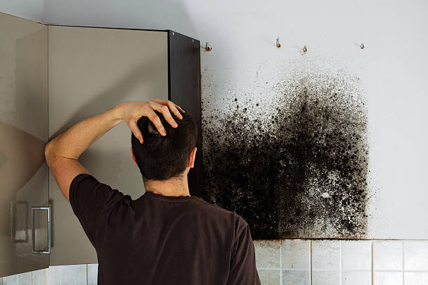 Best Post-Flood Mold Remediation in Zilwaukee, MI