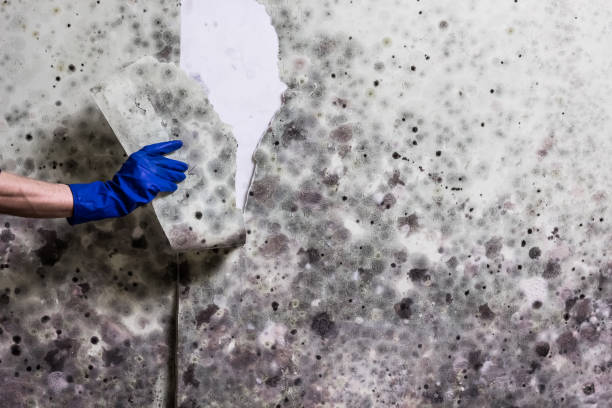 Best Mold Testing and Inspection Services in Zilwaukee, MI